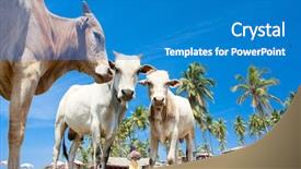  Presentation with goa beach - PPT theme enhanced with cow on beautiful tropical beach background and a teal colored foreground