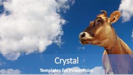  Presentation with cow - Colorful presentation theme enhanced with cow-on-blue-sky backdrop and a teal colored foreground