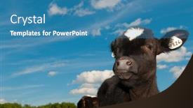  Presentation with cow - Presentation enhanced with cow on field background and a teal colored foreground