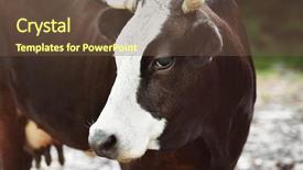  Presentation with breeding cow - Cool new slides with cow on footpath close up backdrop and a tawny brown colored foreground