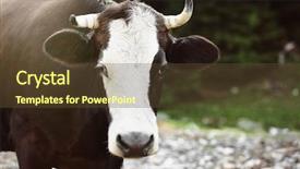  Presentation with cow - Audience pleasing PPT layouts consisting of cow on footpath close up backdrop and a tawny brown colored foreground