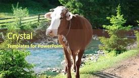  Presentation with breeding cow - Colorful slide deck enhanced with cow on footpath near pond backdrop and a tawny brown colored foreground