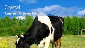  Presentation with cow - Amazing PPT theme having cow-on-green-dandelion-field backdrop and a teal colored foreground