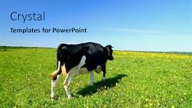  Presentation with cow - Audience pleasing presentation consisting of cow on green dandelion field under blue sky backdrop and a light blue colored foreground