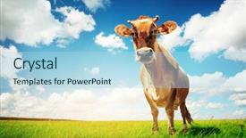  Presentation with dairy cow - Slides consisting of cow on green grass background and a light blue colored foreground
