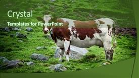  Presentation with cow - Presentation theme having cow-on-meadow-contrast-colors background and a tawny brown colored foreground