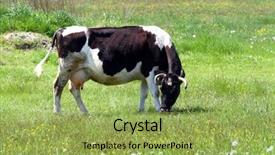  Presentation with cow - Amazing presentation having cow on open field backdrop and a yellow colored foreground