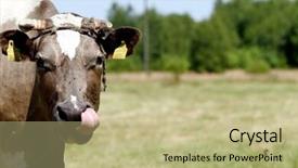  Presentation with cow - PPT theme featuring cow on open field background and a mint green colored foreground