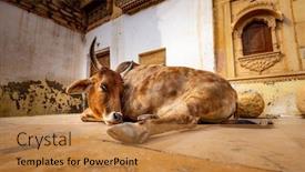  Presentation with constitution - Amazing PPT theme having cow-on-street-in-india backdrop and a gold colored foreground