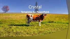  Presentation with cow - PPT theme having cow-on-the-autumnal-meadow background and a teal colored foreground