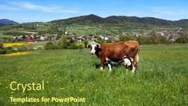  Presentation with cow - PPT theme having cow on the background of the rural landscape background and a tawny brown colored foreground