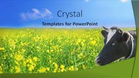  Presentation with rapeseed - Cool new presentation theme with cow-on-the-meadow-rapeseed backdrop and a light blue colored foreground