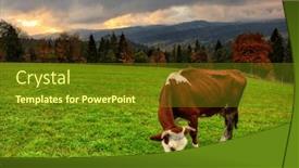  Presentation with cow - Presentation theme consisting of cow-on-the-meadow-under background and a tawny brown colored foreground