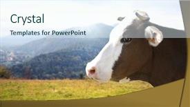  Presentation with cow - PPT theme having cow on the meadow background and a sky blue colored foreground