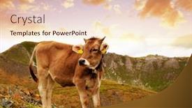  Presentation with cow - Audience pleasing PPT layouts consisting of switzerland alps at sunset backdrop and a lemonade colored foreground