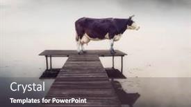  Presentation with cow - Colorful theme enhanced with cow-on-the-pier backdrop and a dark gray colored foreground