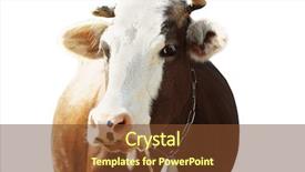  Presentation with animal cow - Slides featuring cow on white background closeup background and a tawny brown colored foreground