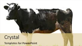  Presentation with animal cow - Beautiful presentation theme featuring cow on white background farm backdrop and a yellow colored foreground