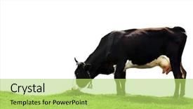  Presentation with animal cow - Slides featuring cow on white background farm background and a  colored foreground