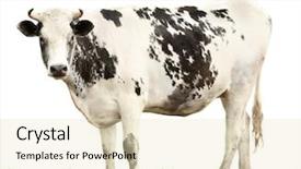  Presentation with animal cow - Beautiful presentation featuring cow on white background farm backdrop and a lemonade colored foreground