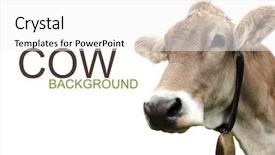  Presentation with white holstein friesian dairy cow - PPT layouts having cow on white background background and a white colored foreground