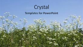  Presentation with cow - PPT theme featuring cow-parsley-from-low-angle background and a light blue colored foreground