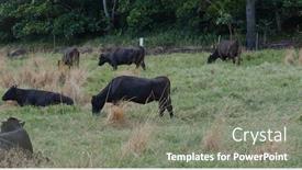  Presentation with pasture - Audience pleasing presentation theme consisting of cow pasture in ishigaki island of japan backdrop and a gray colored foreground