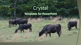  Presentation with pasture - Presentation having cow pasture in ishigaki island of japan background and a tawny brown colored foreground