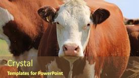  Presentation with cow - Beautiful slide deck featuring taurus - cow portrait backdrop and a tawny brown colored foreground