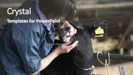  Presentation with vet - Amazing PPT layouts having cow sick - vet examining calf backdrop and a dark gray colored foreground