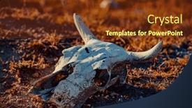  Presentation with land - Presentation design consisting of cow-skull-on-dry-desert and a tawny brown colored foreground