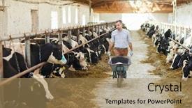  Presentation with livestock - Beautiful PPT layouts featuring cow stables looking after livestock backdrop and a coral colored foreground