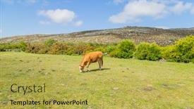  Presentation with cow - Beautiful PPT theme featuring cow-standing-in-mountains-region backdrop and a yellow colored foreground