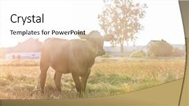  Presentation with standing strong - PPT layouts enhanced with cow standing on grassy field background and a white colored foreground