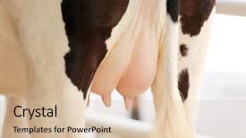  Presentation with cow milk - Colorful presentation theme enhanced with cow udder backdrop and a lemonade colored foreground