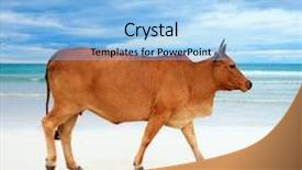 Presentation with cow - Presentation featuring cow walking on the luxury white sand beach background and a light blue colored foreground
