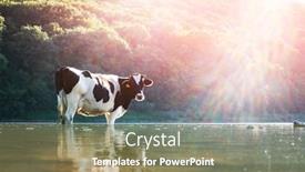  Presentation with animal cow - Audience pleasing presentation theme consisting of cow-watering-in-the-river backdrop and a coral colored foreground