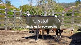  Presentation with animal calf - Slides featuring cow with calf in corral background and a violet colored foreground