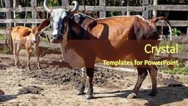  Presentation with veterinary cow - PPT theme enhanced with cow with calf in corral background and a tawny brown colored foreground