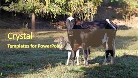  Presentation with milk for calf - PPT theme featuring cow with calf in corral background and a violet colored foreground