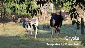  Presentation with cow pattern - Cool new PPT layouts with cow with calf in corral backdrop and a gray colored foreground