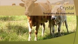  Presentation with cow - Beautiful theme featuring cow with small calf backdrop and a yellow colored foreground