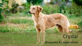  Presentation with cute cat and dog - PPT theme enhanced with cowardly - cute light fur joyfully dog background and a gold colored foreground