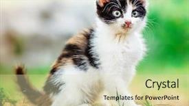  Presentation with homeless - Colorful slide deck enhanced with cowardly - little furry homeless kitten sitting backdrop and a soft green colored foreground