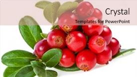  Presentation with vat value added tax isolated - Presentation having cowberry lingonberry vaccinium vitis-idaea background and a coral colored foreground