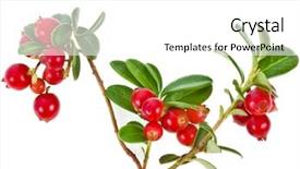  Presentation with background - PPT layouts consisting of cowberry lingonberry vaccinium vitis-idaea background and a white colored foreground