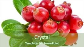  Presentation with white - Colorful presentation theme enhanced with cowberry lingonberry vaccinium vitis-idaea backdrop and a tawny brown colored foreground