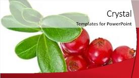  Presentation with growing micro greens isolated - Presentation theme featuring cowberry lingonberry vaccinium vitis-idaea background and a white colored foreground