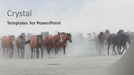  Presentation with wild horses - Audience pleasing slides consisting of cowboy-and-wild-horses-riding backdrop and a light gray colored foreground
