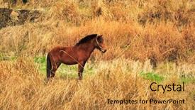  Presentation with wild horse - Beautiful PPT theme featuring cowboy faith - wild horse backdrop and a  colored foreground